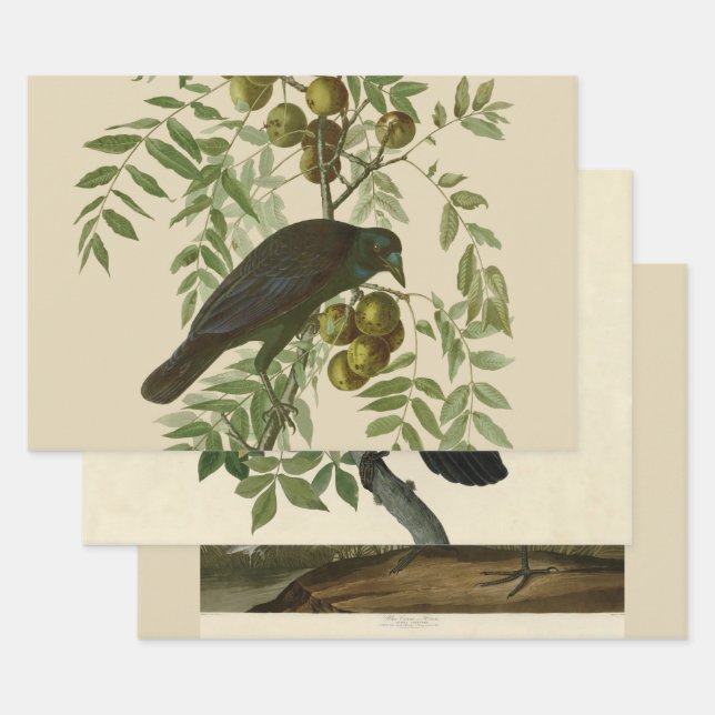 Audubon American Crow Black Bird Geschenkpapier Set (Set)