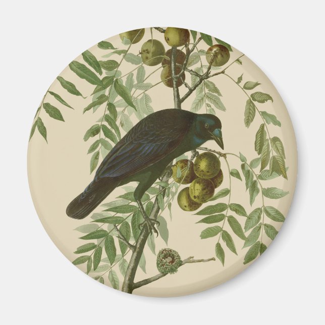 Audubon American Crow Black Bird Magnet (Vorne)
