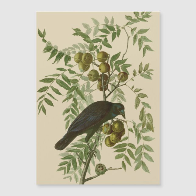 Audubon American Crow Black Bird Magnetkarte (Vorderseite)