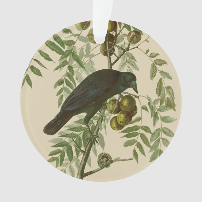 Audubon American Crow Black Bird Ornament (Vorderseite)