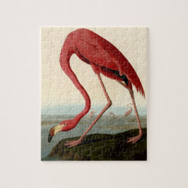 Audubon American Flamingo