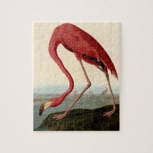 Audubon American Flamingo