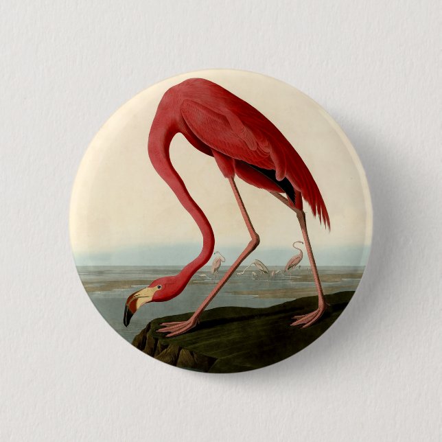 Audubon American Flamingo Button (Vorderseite)