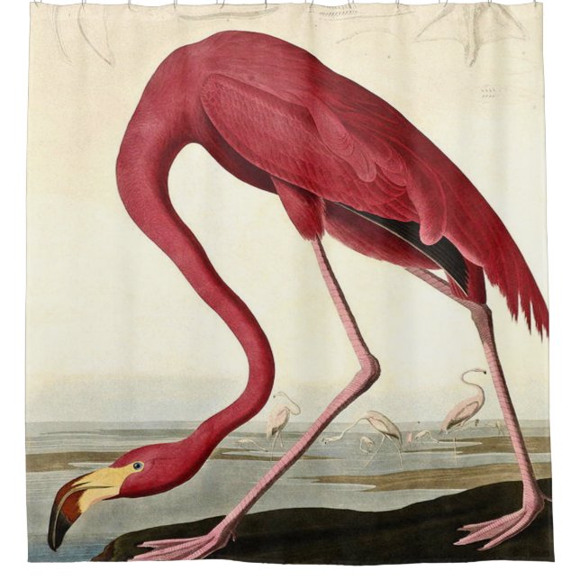 Audubon American Flamingo John James Audubon Duschvorhang (Vorderseite)