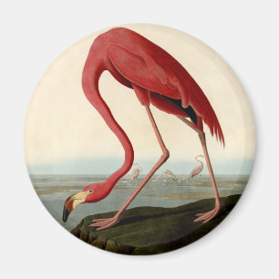 Audubon American Flamingo Magnet