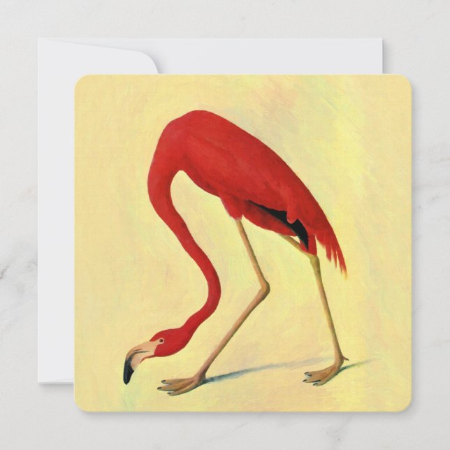 Audubon American Flamingo Painting (Vorderseite)