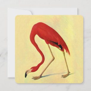 Audubon American Flamingo Painting