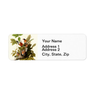 Audubon American Robin Wildlife Bird Illustration