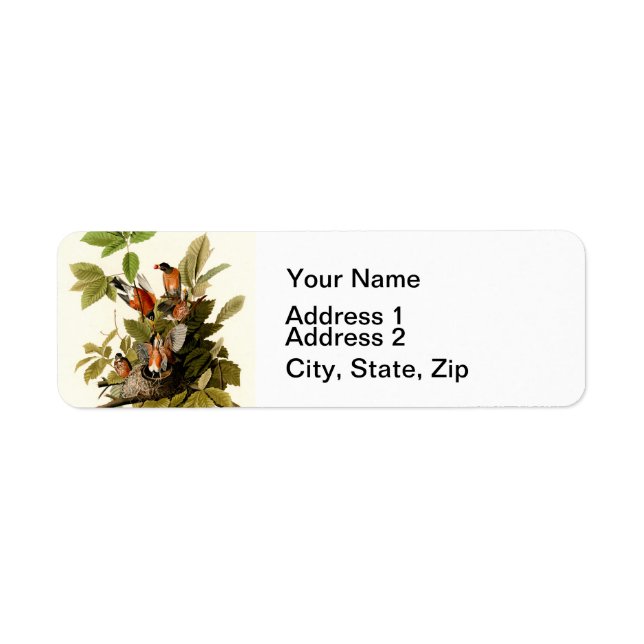 Audubon American Robin Wildlife Bird Illustration (Vorne)