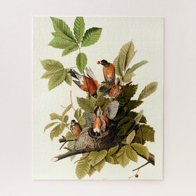 Audubon American Robin Wildlife Bird Illustration (Vertikal)