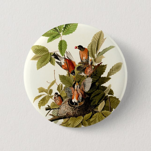 Audubon American Robin Wildlife Bird Illustration Button (Vorderseite)