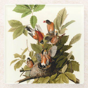 Audubon American Robin Wildlife Bird Illustration Glasuntersetzer