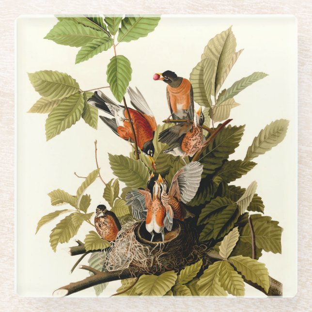 Audubon American Robin Wildlife Bird Illustration Glasuntersetzer (Vorderseite)