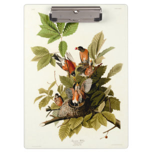 Audubon American Robin Wildlife Bird Illustration Klemmbrett