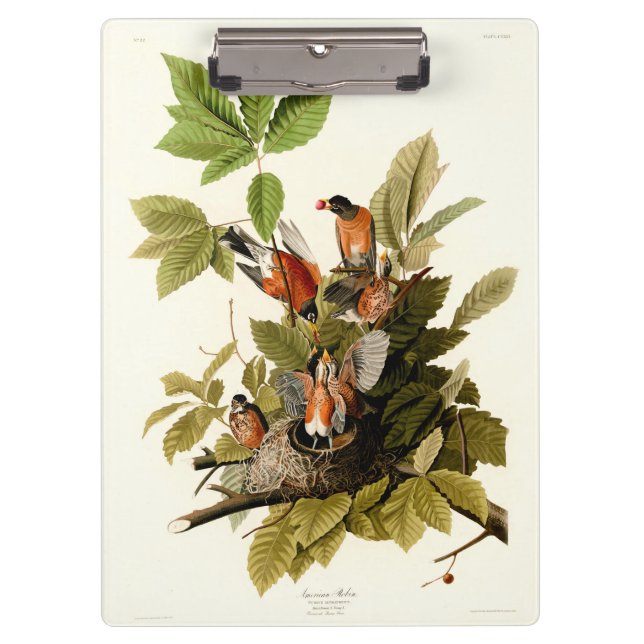 Audubon American Robin Wildlife Bird Illustration Klemmbrett (Vorderseite)