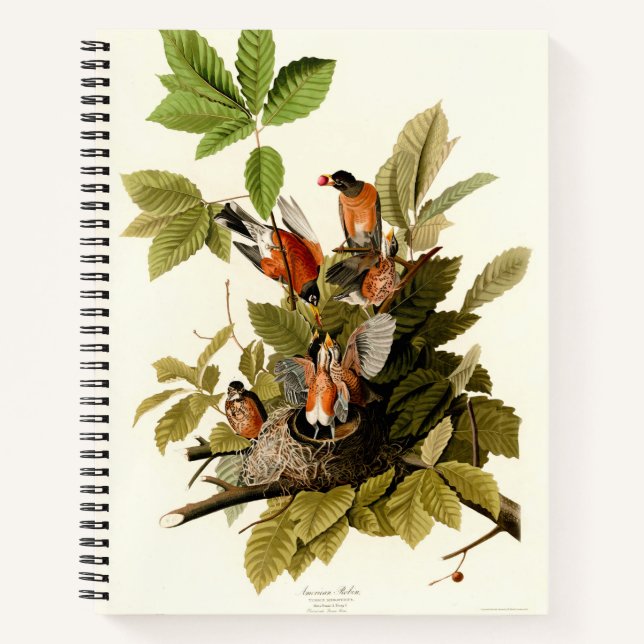 Audubon American Robin Wildlife Bird Illustration Notizbuch (Vorderseite)
