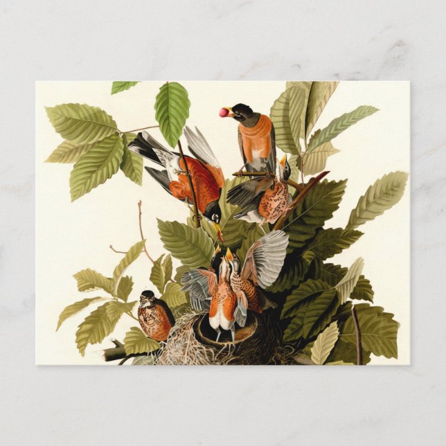 Audubon American Robin Wildlife Bird Illustration Postkarte (Vorderseite)