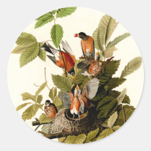Audubon American Robin Wildlife Bird Illustration Runder Aufkleber