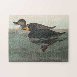 Audubon American Scoter Duck