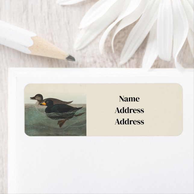 Audubon American Scoter Duck Classic (Insitu)