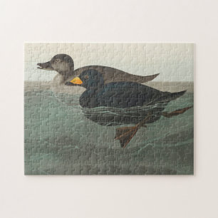 Audubon American Scoter Duck Classic