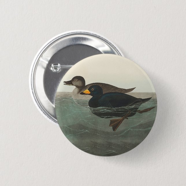 Audubon American Scoter Duck Classic Button (Vorne & Hinten)
