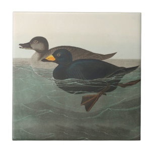 Audubon American Scoter Duck Classic Fliese