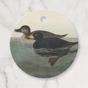 Audubon American Scoter Duck Classic Geschenkanhänger