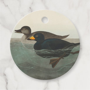 Audubon American Scoter Duck Classic Geschenkanhänger