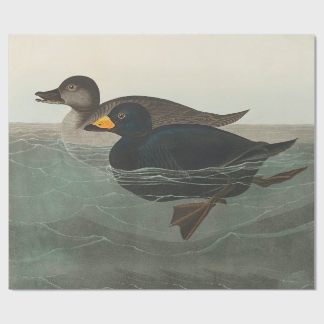 Audubon American Scoter Duck Classic Geschenkpapier (Flach)