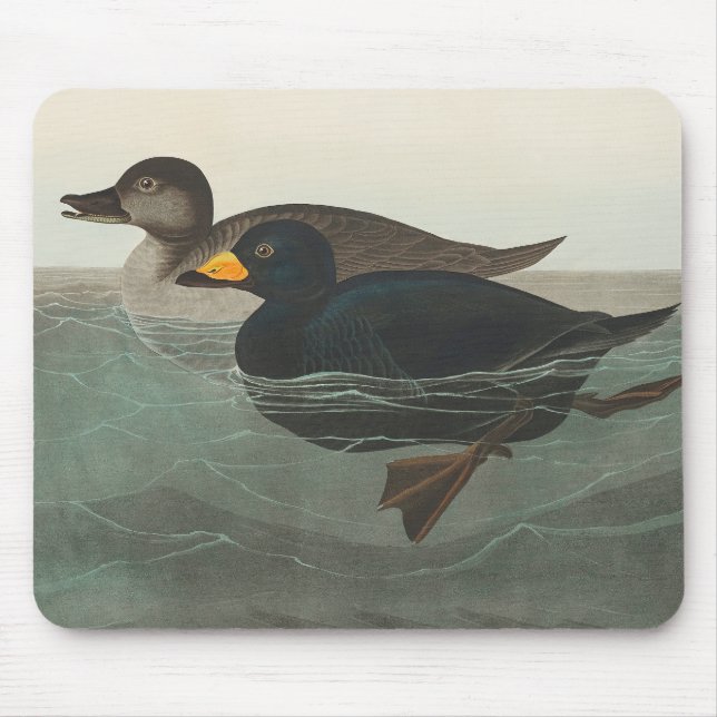 Audubon American Scoter Duck Classic Mousepad (Vorne)