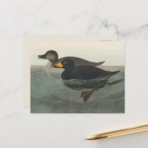 Audubon American Scoter Duck Classic Postkarte