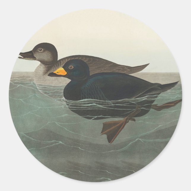 Audubon American Scoter Duck Classic Runder Aufkleber (Vorderseite)