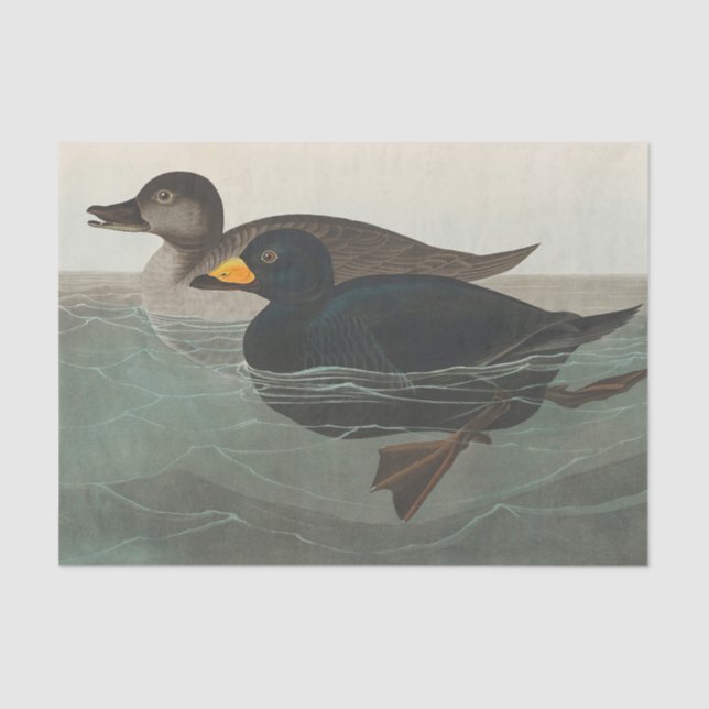 Audubon American Scoter Duck Classic Seidenpapier (Vorderseite)