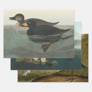 Audubon American Scoter Duck Geschenkpapier Set