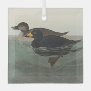 Audubon American Scoter Duck Ornament Aus Glas
