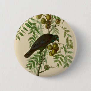 Audubon Amerikanische Krähe Schwarzer Vogel Button