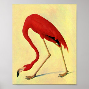 Audubon Amerikanischer Flamingo Gemälde Poster