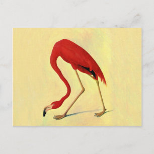 Audubon Amerikanischer Flamingo Malerei Postkarte