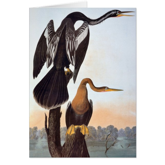 Audubon: Anhinga (Vorne)