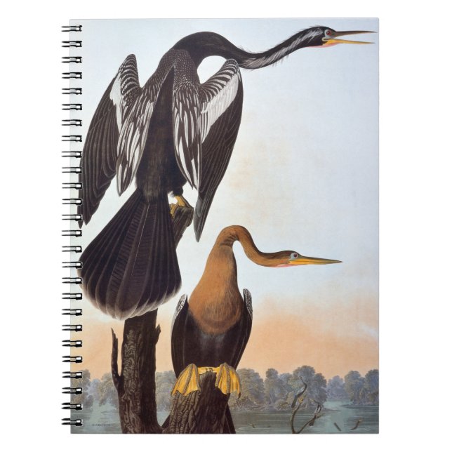 Audubon: Anhinga Notizblock (Vorderseite)
