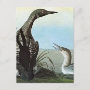 Audubon: Arktische Loon Postkarte