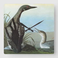 Audubon: Arktische Loon