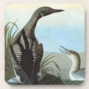 Audubon: Arktischer Loon Untersetzer