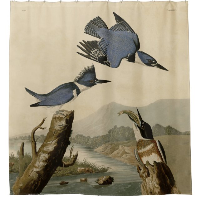 Audubon Belted Kingfisher Wildlife Bird Duschvorhang (Vorderseite)