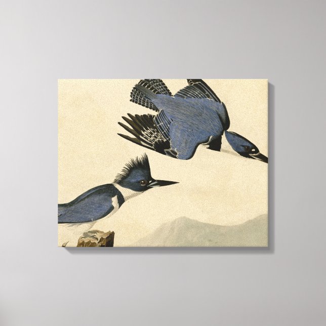Audubon Belted Kingfisher Wildlife Bird Leinwanddruck (Vorderseite)