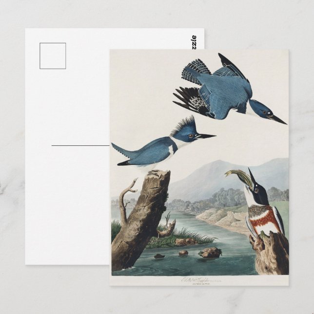 Audubon Belted Kingfisher Wildlife Bird Painting Postkarte (Vorne/Hinten)