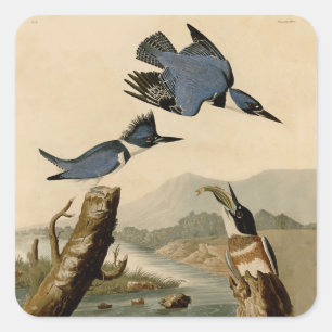 Audubon Belted Kingfisher Wildlife Bird Quadratischer Aufkleber