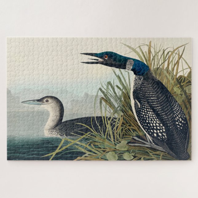 Audubon Bird Loon Diver Classic (Horizontal)