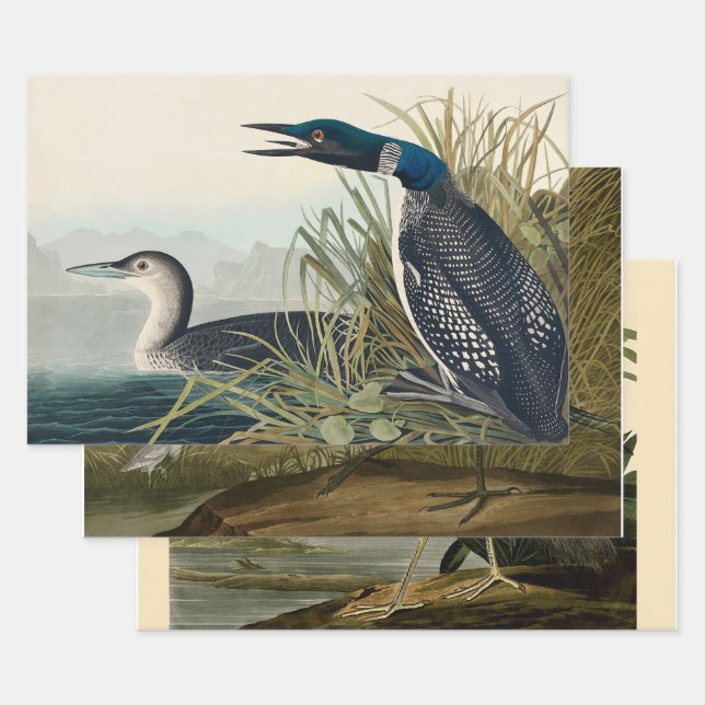 Audubon Bird Loon Diver Classic Geschenkpapier Set (Set)